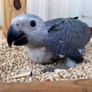 Sperry Male baby African Grey For Sale