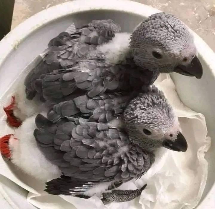 Lulu And Kuku and Tyler African Grey For Sale