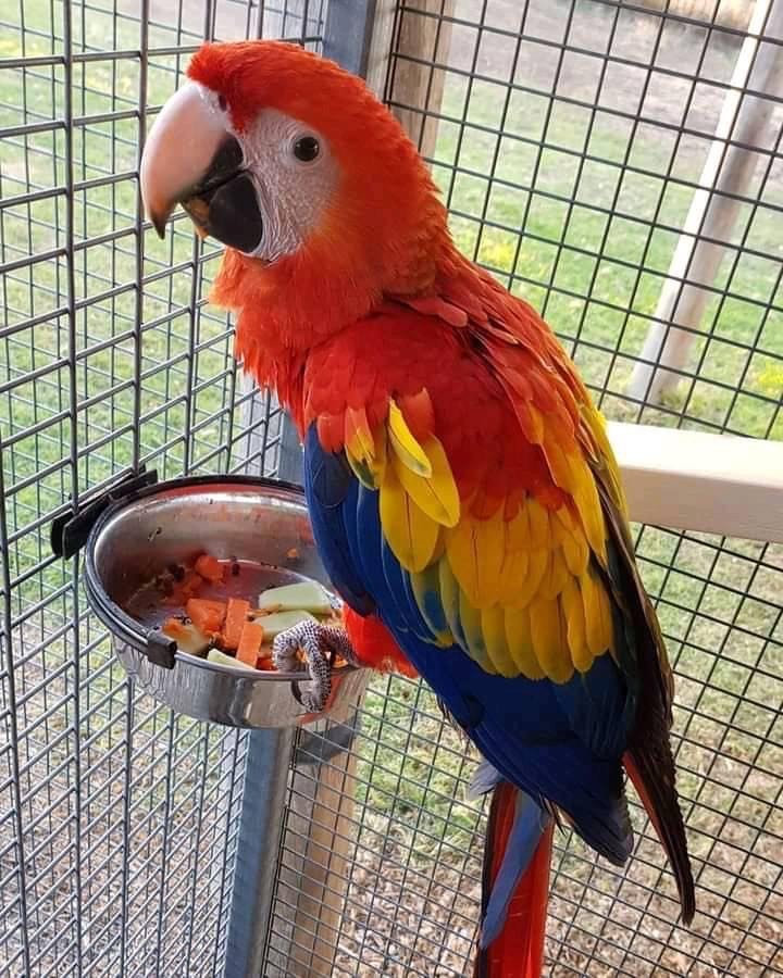 CHARLIE MALE SCARLET MACAW FOR SALE
