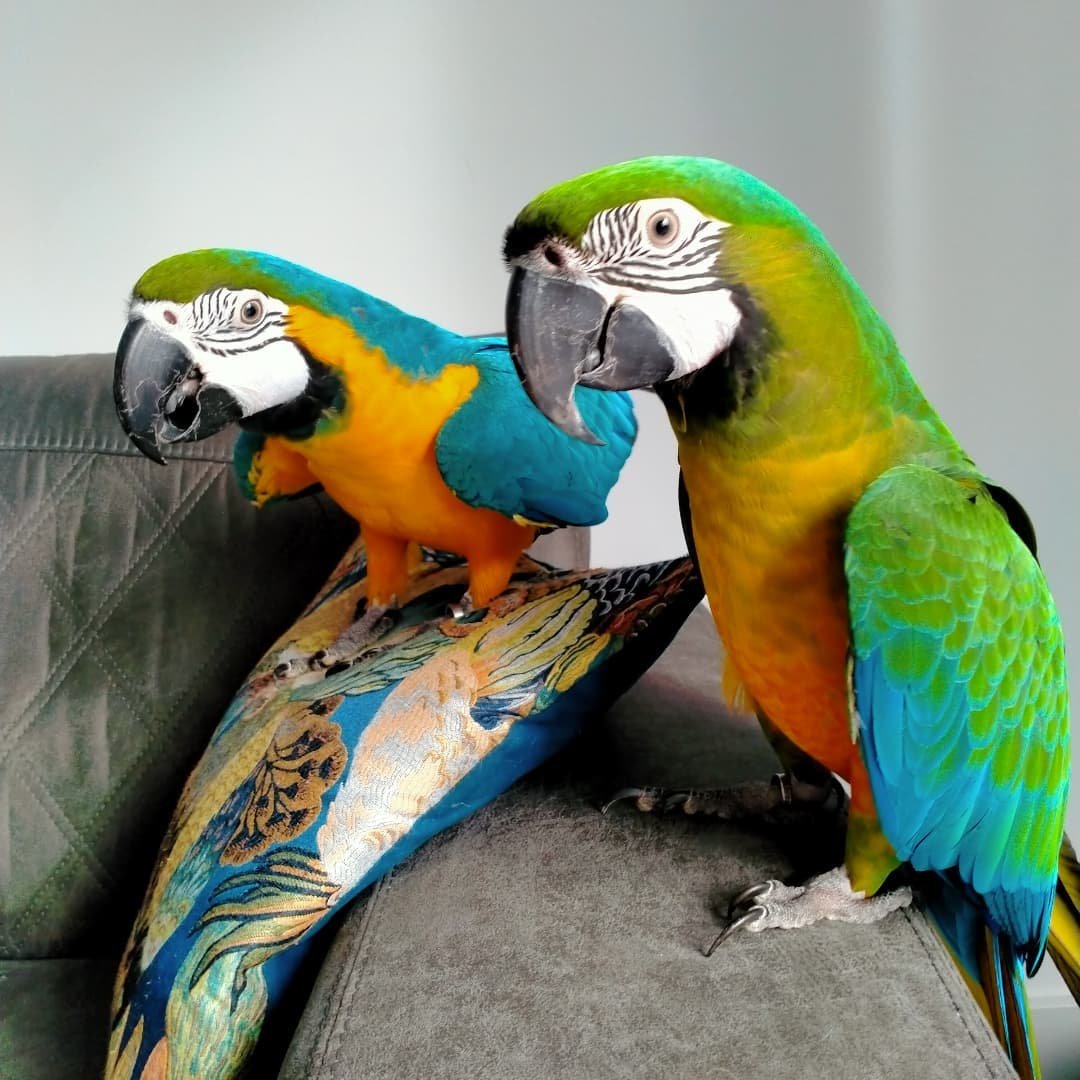 WILLOW AND AJAX BONDED PAIR MACAW FOR SALE