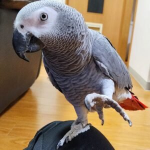 Cory Male African Grey For Sale