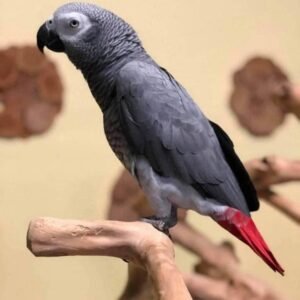 Sunny Male baby African Grey For Sale