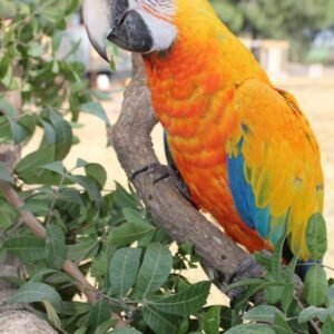 Buy Camelot Macaw Online-Buy Macaws Online