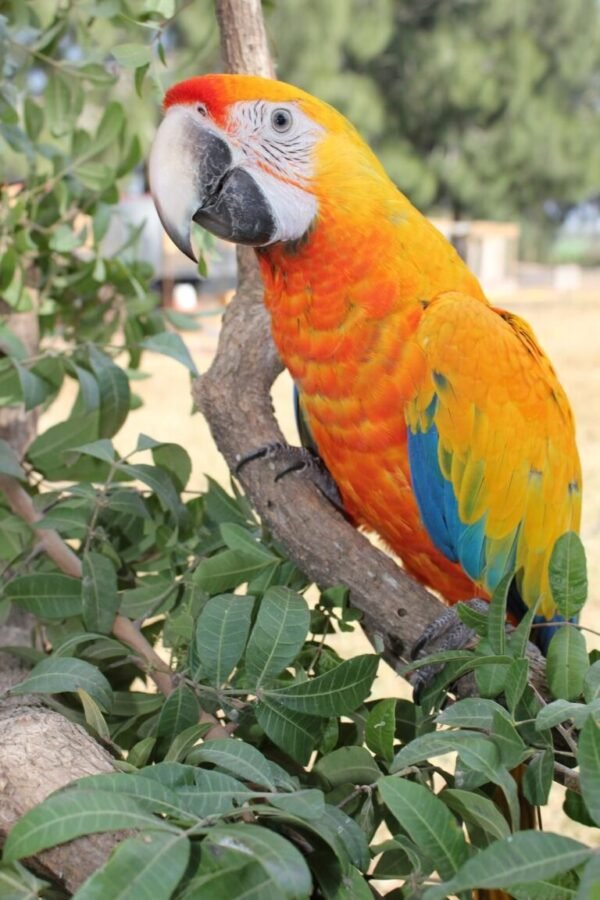 Buy Camelot Macaw Online-Buy Macaws Online