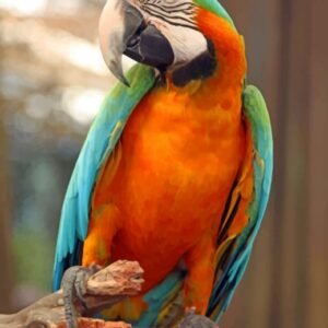 Buy Harlequin macaw Online
