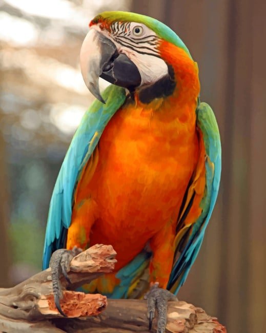 Buy Harlequin macaw Online