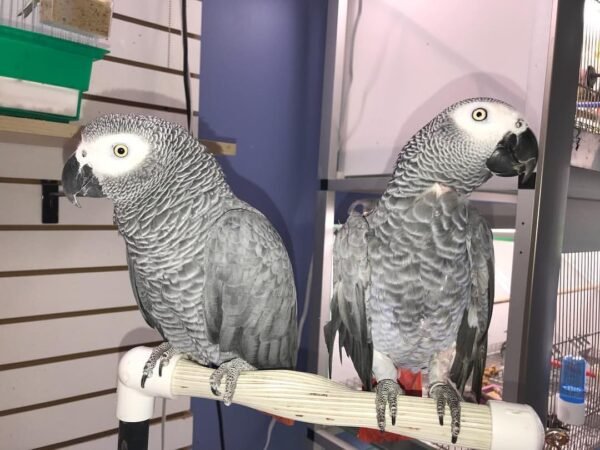 Nina and Tyler African Grey For Sale